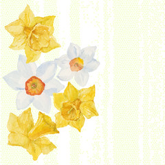 Greeting card or invitation with spring flowers narcissus. 