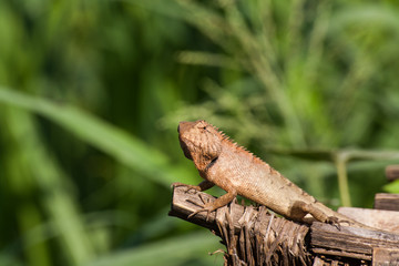 Gila was climbing on the tree.blur