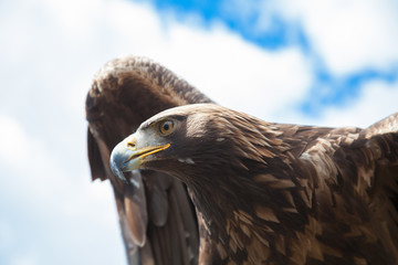 Steinadler Nahaufnahme bei Start