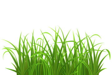 Green grass isolated on white, vector illustration