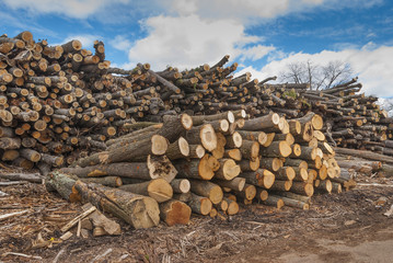 Pile of wood logs ready for winter