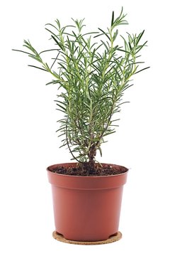 Rosemary in flowerpot on a white background