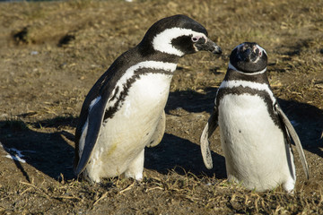 Obraz premium Manchot de Magellan