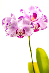 Fototapeta na wymiar Purple Phalaenopsis Orchid