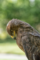 Portrait of an eagle