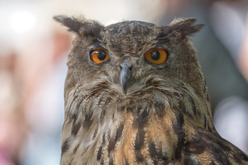 Portrait owl