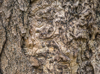 tree skin