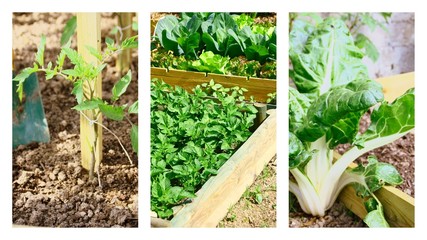 tomate,carde et patate,légumes au potager,montage