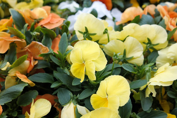 Stiefm&uuml;tterchen im Fr&uuml;hling