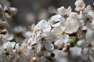 Blossoming plum.