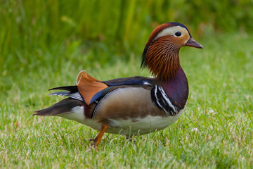 mandarin duck on green grass