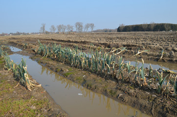Rows of leek plants in a flooded field