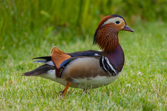 Mandarin Duck On Green Grass