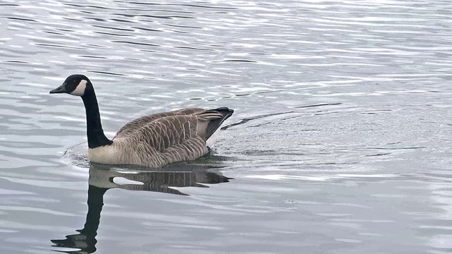 Canada Goose swimming on a lake in a Bird Sanctuary