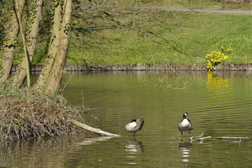 Canards géants du Canada à l'étang Tenreuken à Bruxelles