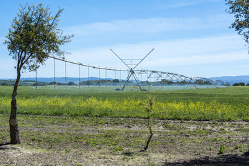 Fototapeta na wymiar Industrial irrigation of crops