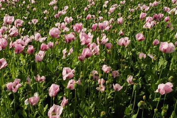 Champs de pavot rose