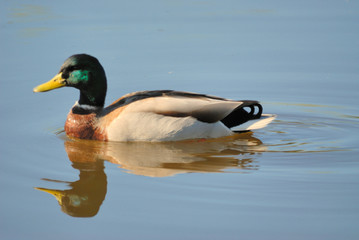 Obraz premium Mallard Duck Reflections