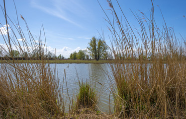 Swan swimming in a sunny lake in spring