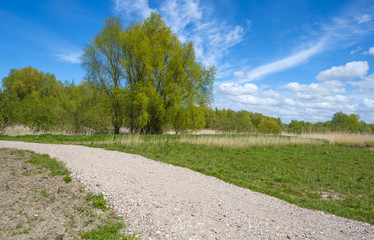 Fototapeta na wymiar Footpath through a sunny forest in spring