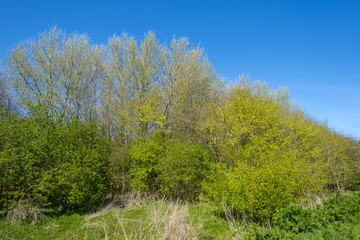 Green foliage of sunny trees in spring