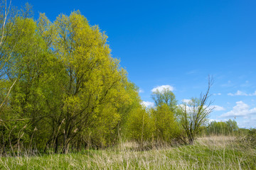 Green foliage of sunny trees in spring