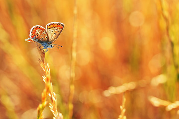 Papillon © fabphotos