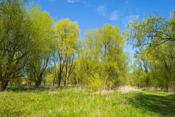 Obraz premium Green foliage of sunny trees in spring