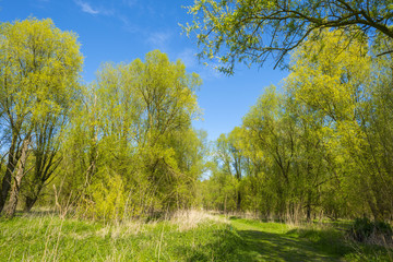 Fototapeta premium Green foliage of sunny trees in spring