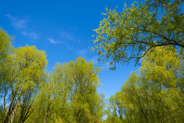 Green foliage of sunny trees in spring