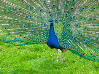 Obraz premium Peacock with spread feathers