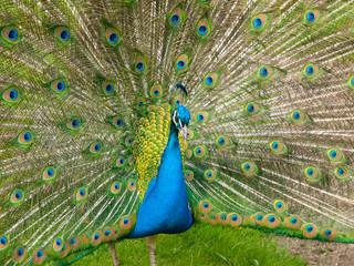 Obraz premium Peacock with spread feathers