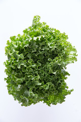 Fototapeta premium Above Head Shot of Newly Harvested Curly Leafy Lettuce