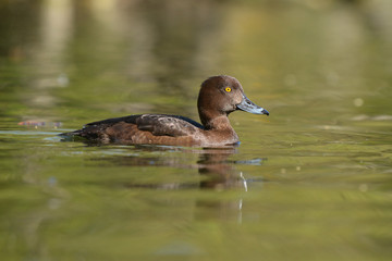 Tufted Duck, Aythya fuligula