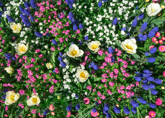 Buntes Blumenbeet im Frühling 