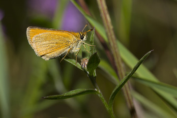 Orange butterfly