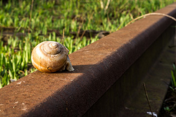 schnecke ślimak © Krzysztof Matloch
