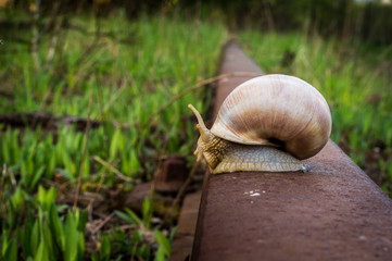 schnecke ślimak © Krzysztof Matloch