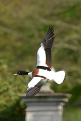 Common Shelduck, Tadorna tadorna
