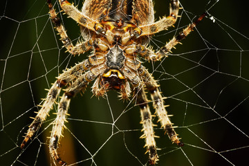 Spider with spider web