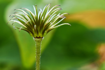 Young shoot of clematis