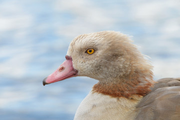 Egyptian Goose, Alopochen aegyptiaca