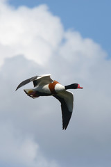 Common Shelduck, Tadorna tadorna