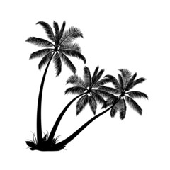 Palm trees isolated on white background - 82605462