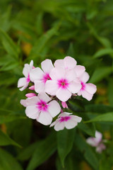 Blume im Gr&uuml;nen