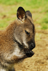 Naklejka premium Portrait de jeune kangourou wallaby