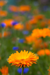 Blüte im Grünen