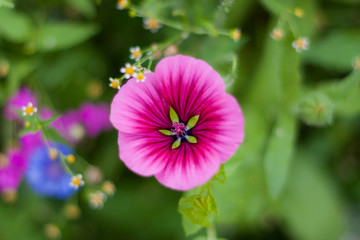 Bl&uuml;te im Gr&uuml;nen