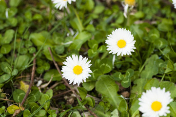Obraz premium Field daisy flowers