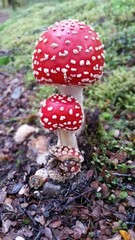 fly agaric